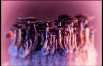 Psychedelic Mushrooms for Medical Purposes: Unveiling Nature's Potential
