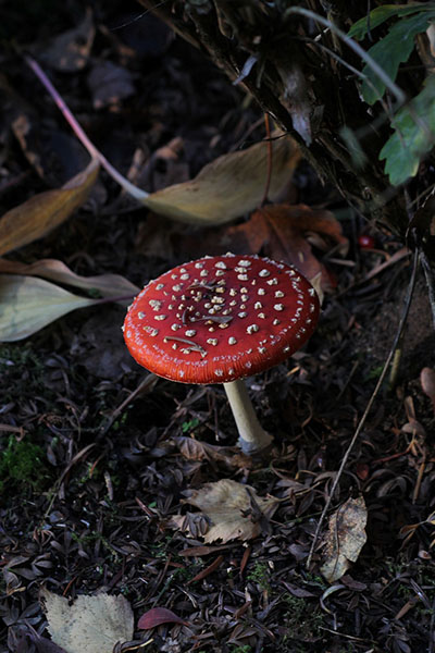 What Psilocybin Does to the Brain — the Science in Plain Language