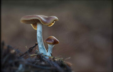 Top 5 Psilocybin Mushroom Species