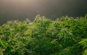 Weed in Wonderland: Unlocking the Benefits of Cannabis for Restful Sleep