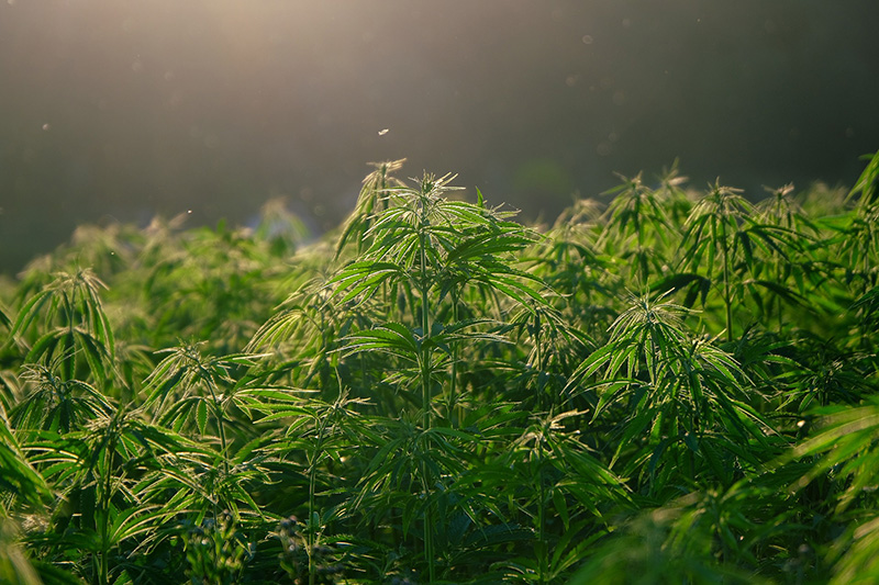 Weed in Wonderland: Unlocking the Benefits of Cannabis for Restful Sleep