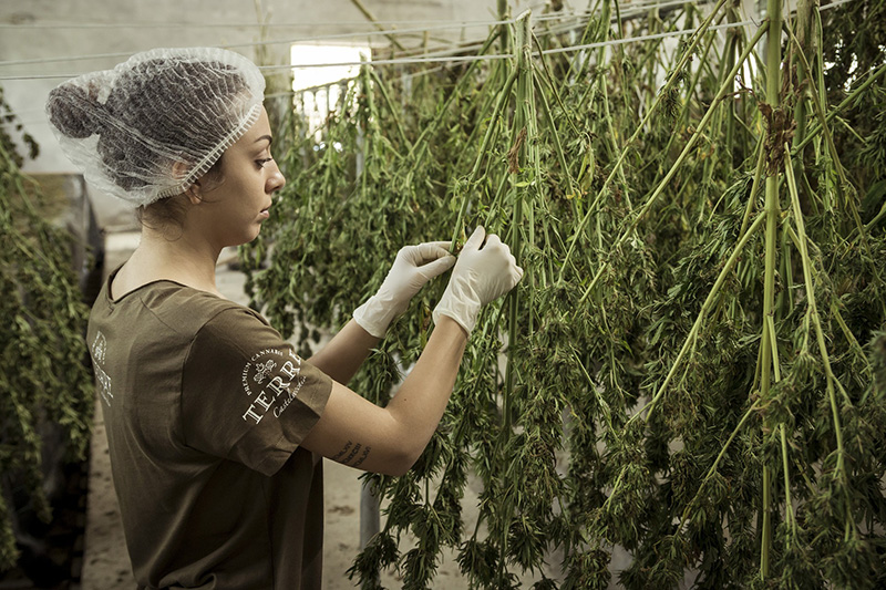 8 Myths about Growing Cannabis for Greenhouse