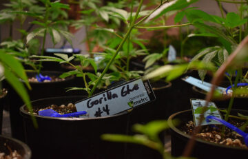 Choosing Cannabis Seeds The Growers Choice Seeds Way