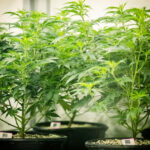 Discover the Best Cannabis Strains for Chronic Pain Management