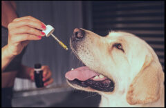 Using CBD Oils Over Aspirin for Canine Relief