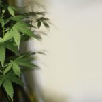 Cannabis Cultivation 101: Tips for Growing Your Own Marijuana Plants