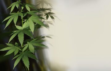 Cannabis Cultivation 101: Tips for Growing Your Own Marijuana Plants