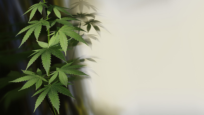 Cannabis Cultivation 101: Tips for Growing Your Own Marijuana Plants