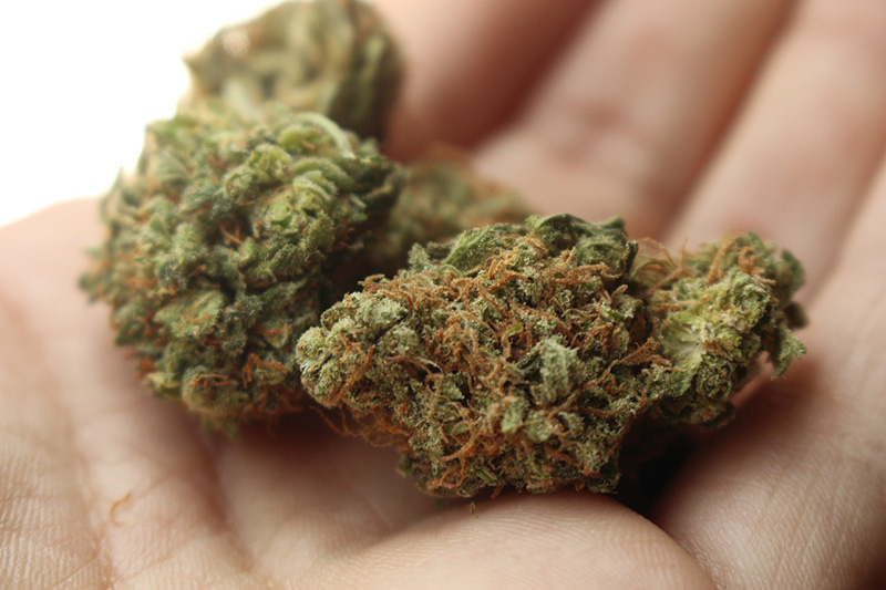 Sativa or Indica: Choosing the Right Strain for Inflammation Relief