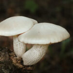 Buying shrooms, or psilocybin mushrooms, is an increasingly popular activity for those looking to explore the effects of psychedelic substances. With demand soaring and illegal activities tying into buying shrooms on the rise, it can often be hard to find a vendor you can trust - one that provides quality products without any risk attached. Fortunately, if you're from Toronto or its surrounding areas, there are trustworthy sources available like Chocolate Magique Shrooms Toronto where you can confidently purchase your shrooms with peace of mind. In this article, we will discuss what makes Canada's largest city so unique when it comes to reliable mushroom suppliers and how their products stack up against others in terms of quality. Keep reading for more insight into why buying shrooms from Toronto could make sense for you! 6 Things That Make Buying Shrooms From Toronto Trustworthy Online reviews and ratings When buying shrooms in Toronto, there are several things to consider to ensure your safety and satisfaction. One reliable factor that can be helpful in this regard is online reviews and ratings. With the rise of e-commerce platforms and digital marketplaces, it has become easier than ever to access a wealth of feedback from other customers who have ordered shrooms from various vendors in Toronto. By taking the time to read through these reviews and ratings, you can gain valuable insights into the quality, reliability, and customer service of different sellers. This can help you make an informed decision about which vendor to choose and increase your chances of a positive experience. While no source of information can guarantee a flawless transaction, leveraging the power of online ratings and reviews can certainly be a beneficial tool in the world of shroom shopping. Unsplash Extensive product selection with various strains and forms available When buying shrooms from Toronto, the variety of strains and forms available is truly extensive. Whether you're looking for psilocybin mushrooms in the form of pills, capsules, dried mushrooms, or even microdoses, Toronto has it all. With different strains, there's a type of shroom that caters to every preference. Moreover, the varying forms ensure that you can consume shrooms in a way that suits you best. For instance, dried mushrooms can be added to cooking, while capsules are convenient for people who would rather avoid the taste. Toronto takes pride in its extensive product selection, making it a trustworthy option for shroom lovers. Reliable and discreet shipping methods For those interested in purchasing shrooms, it can be challenging to find a reliable source that operates discreetly. Fortunately, buyers who seek out shrooms from Toronto can rest assured that their purchase will be shipped reliably and with discretion. These dependable shipping methods ensure that buyers feel secure with their transactions and trust the quality of their purchases. Toronto-based vendors prioritize customer satisfaction and utilize trusted shipping methods to ensure safe, discreet, and trustworthy transactions for everyone who buys shrooms from this city. Use of high-quality, organic materials in cultivation When buying shrooms from Toronto, one key factor to consider for trustworthiness is the cultivation process. High-quality and organic materials are used to cultivate these mushrooms, ensuring that the end product is of the utmost quality. By utilizing organic materials, growers can provide a natural environment for the shrooms to thrive and grow. Using high-quality materials means customers can trust the consistency and quality of the product they receive when purchasing shrooms from Toronto. It also reflects a level of care and attention to detail by the grower, who prioritizes the importance of using natural, quality materials in their cultivation process. Whether for recreational or medicinal purposes, buying shrooms from Toronto is a trustworthy option due to the emphasis on high-quality, organic materials in cultivation. Strict adherence to safety and hygiene protocols during production When it comes to purchasing shrooms in Toronto, safety and hygiene are paramount. You want reassurance that your consumption is free from contaminants and prepared under clean conditions. That is why buying shrooms from reputable sources in Toronto will always be a safe bet. These producers take great care in adhering to stringent safety and hygiene protocols during every step of the production process. From the meticulous cultivation methods to the exacting storage and packaging measures, the goal is always to provide the safest and highest quality product possible. When you purchase shrooms from these trusted sources, you can rest assured that the product has been carefully crafted with your well-being in mind. Competitive pricing compared to other sources and markets When searching for shrooms, finding a reliable source can be challenging. However, buying from Toronto provides a trustworthy option due to competitive pricing compared to other sources and markets. Many factors can impact the cost of shrooms, including the type of mushroom, availability, and even location. But purchasing from Toronto can offer some of the most competitive prices available, with many customers reporting significant savings compared to other sources. With fair prices and quality mushrooms, buying from Toronto is a smart choice for those seeking a reliable and cost-effective option. Unsplash Takeaway Overall, buying shrooms from Toronto can be a great and reliable choice if the source is verified. Remember to always pay attention to the details of where you buy your shrooms from and make sure that the URL you’re accessing is secure and encrypted. Be aware that it could take some searching and patience to find the most qualified and dedicated retailers in your area or online. If you want to enjoy an amazing experience with magic mushrooms without any worries, it’s essential to find good quality shrooms. So, if you are looking for a trustworthy source for all your mushroom needs, Toronto is a great place to start!