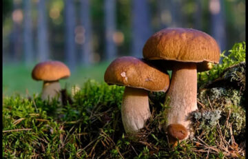 Buying shrooms, or psilocybin mushrooms, is an increasingly popular activity for those looking to explore the effects of psychedelic substances. With demand soaring and illegal activities tying into buying shrooms on the rise, it can often be hard to find a vendor you can trust - one that provides quality products without any risk attached. Fortunately, if you're from Toronto or its surrounding areas, there are trustworthy sources available like Chocolate Magique Shrooms Toronto where you can confidently purchase your shrooms with peace of mind. In this article, we will discuss what makes Canada's largest city so unique when it comes to reliable mushroom suppliers and how their products stack up against others in terms of quality. Keep reading for more insight into why buying shrooms from Toronto could make sense for you! 6 Things That Make Buying Shrooms From Toronto Trustworthy Online reviews and ratings When buying shrooms in Toronto, there are several things to consider to ensure your safety and satisfaction. One reliable factor that can be helpful in this regard is online reviews and ratings. With the rise of e-commerce platforms and digital marketplaces, it has become easier than ever to access a wealth of feedback from other customers who have ordered shrooms from various vendors in Toronto. By taking the time to read through these reviews and ratings, you can gain valuable insights into the quality, reliability, and customer service of different sellers. This can help you make an informed decision about which vendor to choose and increase your chances of a positive experience. While no source of information can guarantee a flawless transaction, leveraging the power of online ratings and reviews can certainly be a beneficial tool in the world of shroom shopping. Unsplash Extensive product selection with various strains and forms available When buying shrooms from Toronto, the variety of strains and forms available is truly extensive. Whether you're looking for psilocybin mushrooms in the form of pills, capsules, dried mushrooms, or even microdoses, Toronto has it all. With different strains, there's a type of shroom that caters to every preference. Moreover, the varying forms ensure that you can consume shrooms in a way that suits you best. For instance, dried mushrooms can be added to cooking, while capsules are convenient for people who would rather avoid the taste. Toronto takes pride in its extensive product selection, making it a trustworthy option for shroom lovers. Reliable and discreet shipping methods For those interested in purchasing shrooms, it can be challenging to find a reliable source that operates discreetly. Fortunately, buyers who seek out shrooms from Toronto can rest assured that their purchase will be shipped reliably and with discretion. These dependable shipping methods ensure that buyers feel secure with their transactions and trust the quality of their purchases. Toronto-based vendors prioritize customer satisfaction and utilize trusted shipping methods to ensure safe, discreet, and trustworthy transactions for everyone who buys shrooms from this city. Use of high-quality, organic materials in cultivation When buying shrooms from Toronto, one key factor to consider for trustworthiness is the cultivation process. High-quality and organic materials are used to cultivate these mushrooms, ensuring that the end product is of the utmost quality. By utilizing organic materials, growers can provide a natural environment for the shrooms to thrive and grow. Using high-quality materials means customers can trust the consistency and quality of the product they receive when purchasing shrooms from Toronto. It also reflects a level of care and attention to detail by the grower, who prioritizes the importance of using natural, quality materials in their cultivation process. Whether for recreational or medicinal purposes, buying shrooms from Toronto is a trustworthy option due to the emphasis on high-quality, organic materials in cultivation. Strict adherence to safety and hygiene protocols during production When it comes to purchasing shrooms in Toronto, safety and hygiene are paramount. You want reassurance that your consumption is free from contaminants and prepared under clean conditions. That is why buying shrooms from reputable sources in Toronto will always be a safe bet. These producers take great care in adhering to stringent safety and hygiene protocols during every step of the production process. From the meticulous cultivation methods to the exacting storage and packaging measures, the goal is always to provide the safest and highest quality product possible. When you purchase shrooms from these trusted sources, you can rest assured that the product has been carefully crafted with your well-being in mind. Competitive pricing compared to other sources and markets When searching for shrooms, finding a reliable source can be challenging. However, buying from Toronto provides a trustworthy option due to competitive pricing compared to other sources and markets. Many factors can impact the cost of shrooms, including the type of mushroom, availability, and even location. But purchasing from Toronto can offer some of the most competitive prices available, with many customers reporting significant savings compared to other sources. With fair prices and quality mushrooms, buying from Toronto is a smart choice for those seeking a reliable and cost-effective option. Unsplash Takeaway Overall, buying shrooms from Toronto can be a great and reliable choice if the source is verified. Remember to always pay attention to the details of where you buy your shrooms from and make sure that the URL you’re accessing is secure and encrypted. Be aware that it could take some searching and patience to find the most qualified and dedicated retailers in your area or online. If you want to enjoy an amazing experience with magic mushrooms without any worries, it’s essential to find good quality shrooms. So, if you are looking for a trustworthy source for all your mushroom needs, Toronto is a great place to start!