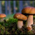 Buying shrooms, or psilocybin mushrooms, is an increasingly popular activity for those looking to explore the effects of psychedelic substances. With demand soaring and illegal activities tying into buying shrooms on the rise, it can often be hard to find a vendor you can trust - one that provides quality products without any risk attached. Fortunately, if you're from Toronto or its surrounding areas, there are trustworthy sources available like Chocolate Magique Shrooms Toronto where you can confidently purchase your shrooms with peace of mind. In this article, we will discuss what makes Canada's largest city so unique when it comes to reliable mushroom suppliers and how their products stack up against others in terms of quality. Keep reading for more insight into why buying shrooms from Toronto could make sense for you! 6 Things That Make Buying Shrooms From Toronto Trustworthy Online reviews and ratings When buying shrooms in Toronto, there are several things to consider to ensure your safety and satisfaction. One reliable factor that can be helpful in this regard is online reviews and ratings. With the rise of e-commerce platforms and digital marketplaces, it has become easier than ever to access a wealth of feedback from other customers who have ordered shrooms from various vendors in Toronto. By taking the time to read through these reviews and ratings, you can gain valuable insights into the quality, reliability, and customer service of different sellers. This can help you make an informed decision about which vendor to choose and increase your chances of a positive experience. While no source of information can guarantee a flawless transaction, leveraging the power of online ratings and reviews can certainly be a beneficial tool in the world of shroom shopping. Unsplash Extensive product selection with various strains and forms available When buying shrooms from Toronto, the variety of strains and forms available is truly extensive. Whether you're looking for psilocybin mushrooms in the form of pills, capsules, dried mushrooms, or even microdoses, Toronto has it all. With different strains, there's a type of shroom that caters to every preference. Moreover, the varying forms ensure that you can consume shrooms in a way that suits you best. For instance, dried mushrooms can be added to cooking, while capsules are convenient for people who would rather avoid the taste. Toronto takes pride in its extensive product selection, making it a trustworthy option for shroom lovers. Reliable and discreet shipping methods For those interested in purchasing shrooms, it can be challenging to find a reliable source that operates discreetly. Fortunately, buyers who seek out shrooms from Toronto can rest assured that their purchase will be shipped reliably and with discretion. These dependable shipping methods ensure that buyers feel secure with their transactions and trust the quality of their purchases. Toronto-based vendors prioritize customer satisfaction and utilize trusted shipping methods to ensure safe, discreet, and trustworthy transactions for everyone who buys shrooms from this city. Use of high-quality, organic materials in cultivation When buying shrooms from Toronto, one key factor to consider for trustworthiness is the cultivation process. High-quality and organic materials are used to cultivate these mushrooms, ensuring that the end product is of the utmost quality. By utilizing organic materials, growers can provide a natural environment for the shrooms to thrive and grow. Using high-quality materials means customers can trust the consistency and quality of the product they receive when purchasing shrooms from Toronto. It also reflects a level of care and attention to detail by the grower, who prioritizes the importance of using natural, quality materials in their cultivation process. Whether for recreational or medicinal purposes, buying shrooms from Toronto is a trustworthy option due to the emphasis on high-quality, organic materials in cultivation. Strict adherence to safety and hygiene protocols during production When it comes to purchasing shrooms in Toronto, safety and hygiene are paramount. You want reassurance that your consumption is free from contaminants and prepared under clean conditions. That is why buying shrooms from reputable sources in Toronto will always be a safe bet. These producers take great care in adhering to stringent safety and hygiene protocols during every step of the production process. From the meticulous cultivation methods to the exacting storage and packaging measures, the goal is always to provide the safest and highest quality product possible. When you purchase shrooms from these trusted sources, you can rest assured that the product has been carefully crafted with your well-being in mind. Competitive pricing compared to other sources and markets When searching for shrooms, finding a reliable source can be challenging. However, buying from Toronto provides a trustworthy option due to competitive pricing compared to other sources and markets. Many factors can impact the cost of shrooms, including the type of mushroom, availability, and even location. But purchasing from Toronto can offer some of the most competitive prices available, with many customers reporting significant savings compared to other sources. With fair prices and quality mushrooms, buying from Toronto is a smart choice for those seeking a reliable and cost-effective option. Unsplash Takeaway Overall, buying shrooms from Toronto can be a great and reliable choice if the source is verified. Remember to always pay attention to the details of where you buy your shrooms from and make sure that the URL you’re accessing is secure and encrypted. Be aware that it could take some searching and patience to find the most qualified and dedicated retailers in your area or online. If you want to enjoy an amazing experience with magic mushrooms without any worries, it’s essential to find good quality shrooms. So, if you are looking for a trustworthy source for all your mushroom needs, Toronto is a great place to start!
