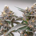 A Sweet and Tangy Delight: Exploring the Lemon Cherry Gelato Cannabis Strain