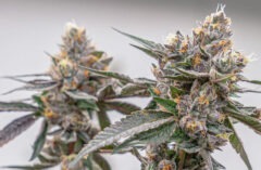A Sweet and Tangy Delight: Exploring the Lemon Cherry Gelato Cannabis Strain