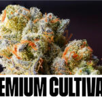 THCA Delivers Astounding and Genuine Pain Relief