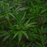 Unlocking the Incredible Potential of Cannabis: