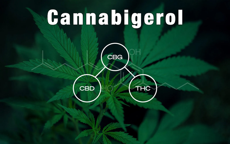 Cannabigerol (CBG): The Cannabinoid with Therapeutic Potential?