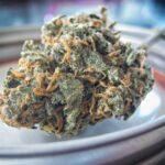 THC-Free Weed? How Today’s Marijuana Alternatives Stack Up