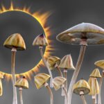 Preparing for a Transcendent Solar Eclipse on April 8, 2024 With Psilocybin