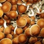 The Power of Magic Mushrooms: 5 Benefits of Using Psilocybin for Trauma