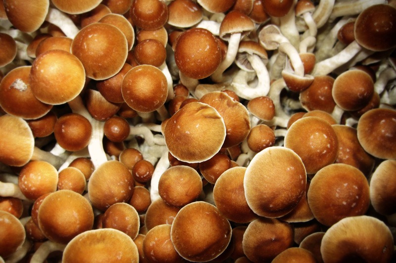The Power of Magic Mushrooms: 5 Benefits of Using Psilocybin for Trauma