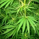 Understanding the Health Risks of Excessive Cannabis Use. This is not a Joke