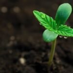 How Deep Should You Plant Weed Seeds? Optimal Depths for Successful Germination
