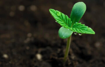 How Deep Should You Plant Weed Seeds? Optimal Depths for Successful Germination