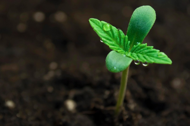How Deep Should You Plant Weed Seeds? Optimal Depths for Successful Germination