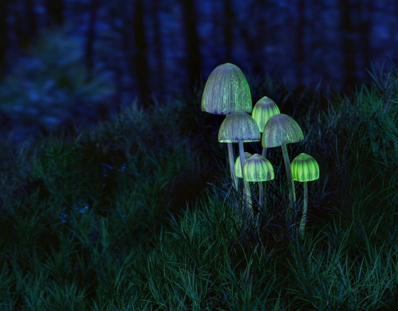What to Expect from a Psilocybin Experience from Magic Mushrooms