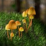What to Expect from a Psilocybin Experience from Magic Mushrooms