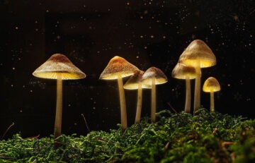 A Guide to Microdosing Magic Mushrooms for Mental Wellness