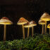 A Guide to Microdosing Magic Mushrooms for Mental Wellness