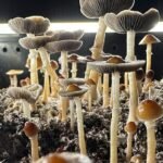 From Recreational Drug to Mental Health Aid: The Rebranding of Psilocybin