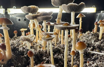 From Recreational Drug to Mental Health Aid: The Rebranding of Psilocybin