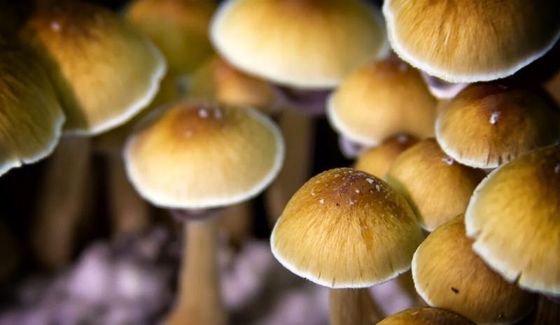 From Recreational Drug to Mental Health Aid: The Rebranding of Psilocybin