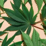 Cannabis for Chronic Pain: The Scientific Evidence in 2024