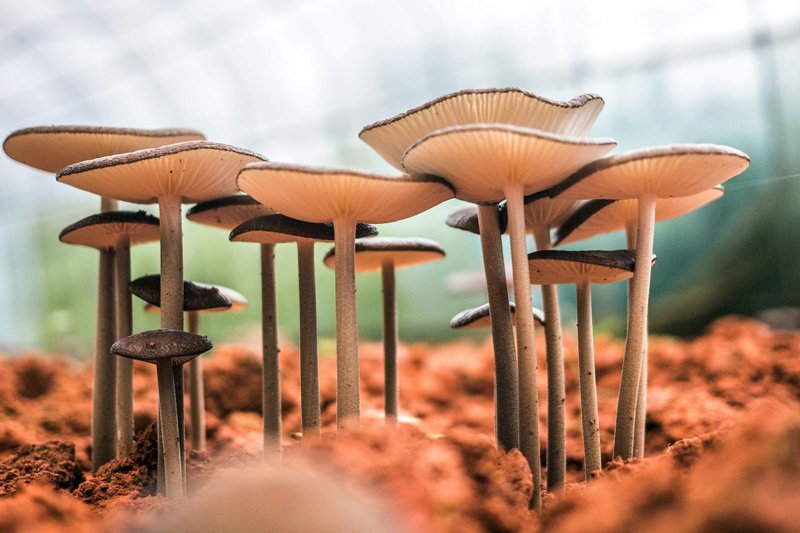 The Legal Landscape of Psilocybin and Mushrooms