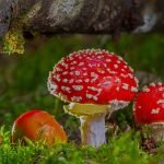 CBD vs. Magic Mushrooms: Can Both Help with Mental Health?