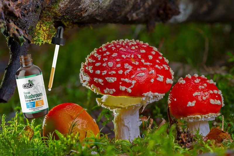 CBD vs. Magic Mushrooms: Can Both Help with Mental Health?