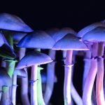 The Science Behind Psilocybin: How Magic Mushrooms Impact Your Brain and Mental Health