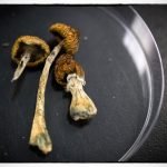 185818 5 Best Ways to Consume Magic Mushrooms Without Tas