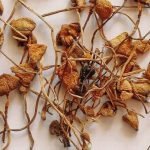 7 Expert-Backed Ways to Shorten or End a Magic Mushroom Bad Trip