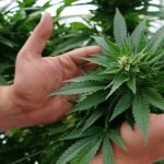 Benefits of Cannabis Microdosing for Baby Boomers