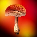 I’m Scared to Death to Take Shrooms. Help Me to Not Be Afraid.