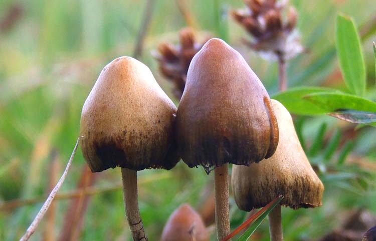 How to Store Shrooms Properly (Avoid Mold, Potency Loss, and Waste)