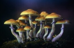 Strain and Species Differences — Penis Envy vs. Golden Teacher vs. B+ and others