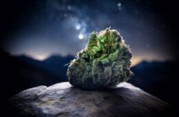 Strain and Species Differences — Penis Envy vs. Golden Teacher vs. B+ and others