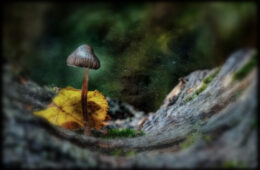  Do Shrooms Make You Sick? (Nausea Explained + Fixes)