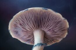 Microdosing vs. Full Dose — A Beginner’s Guide to Amounts
